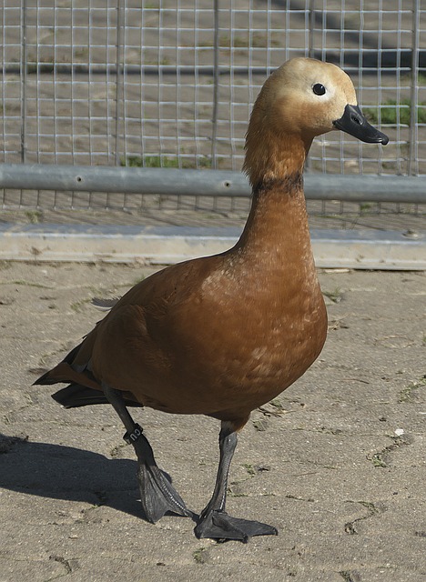对于阿森纳