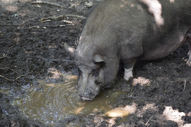 了康宁汉姆 了康宁汉姆